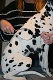 DALMATIEN - BROSSAGE 052